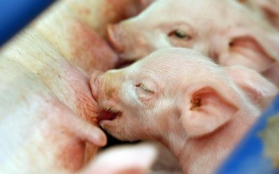 Using a Danish concept to reach 30 piglets per sow per year in Asia