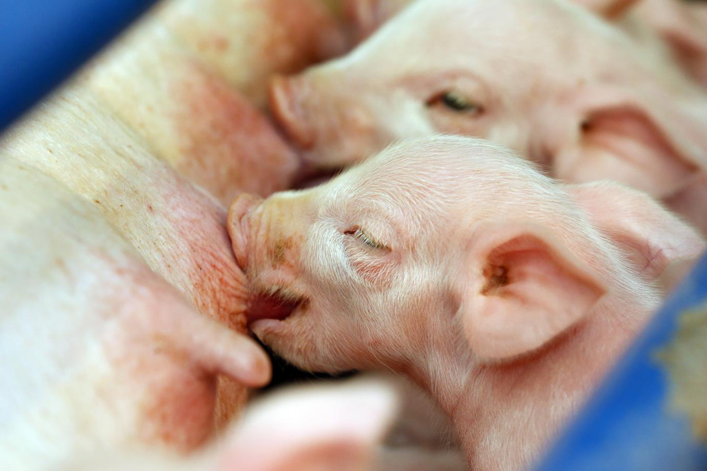 Using a Danish concept to reach 30 piglets per sow per year in Asia
