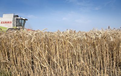 The demand for wheat and especially corn keeps world prices at a solid level. corn is very popular, still due to the demand from the Chinese market. Photo: Mark Pasveer