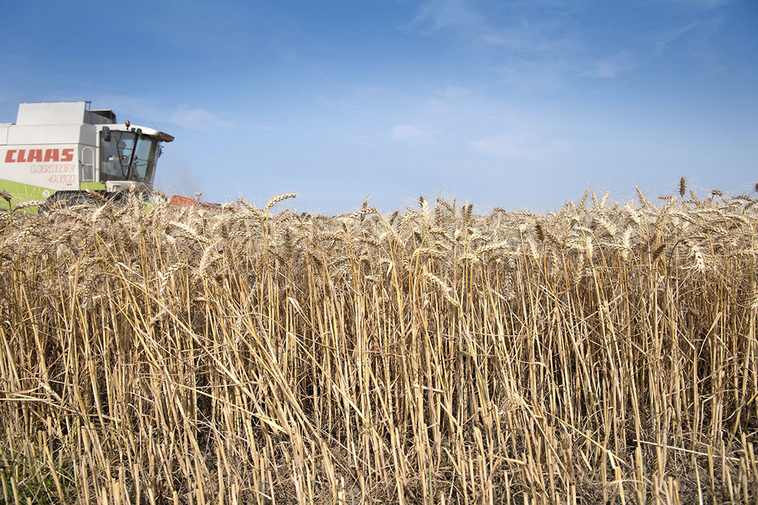 The demand for wheat and especially corn keeps world prices at a solid level. corn is very popular, still due to the demand from the Chinese market. Photo: Mark Pasveer