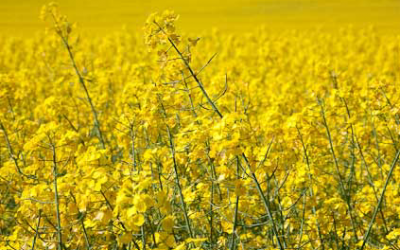 Study: European rapeseed below EU sustainability requirements