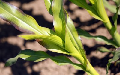 Raising the vitamin E content in maize. Photo: Henk Riswick