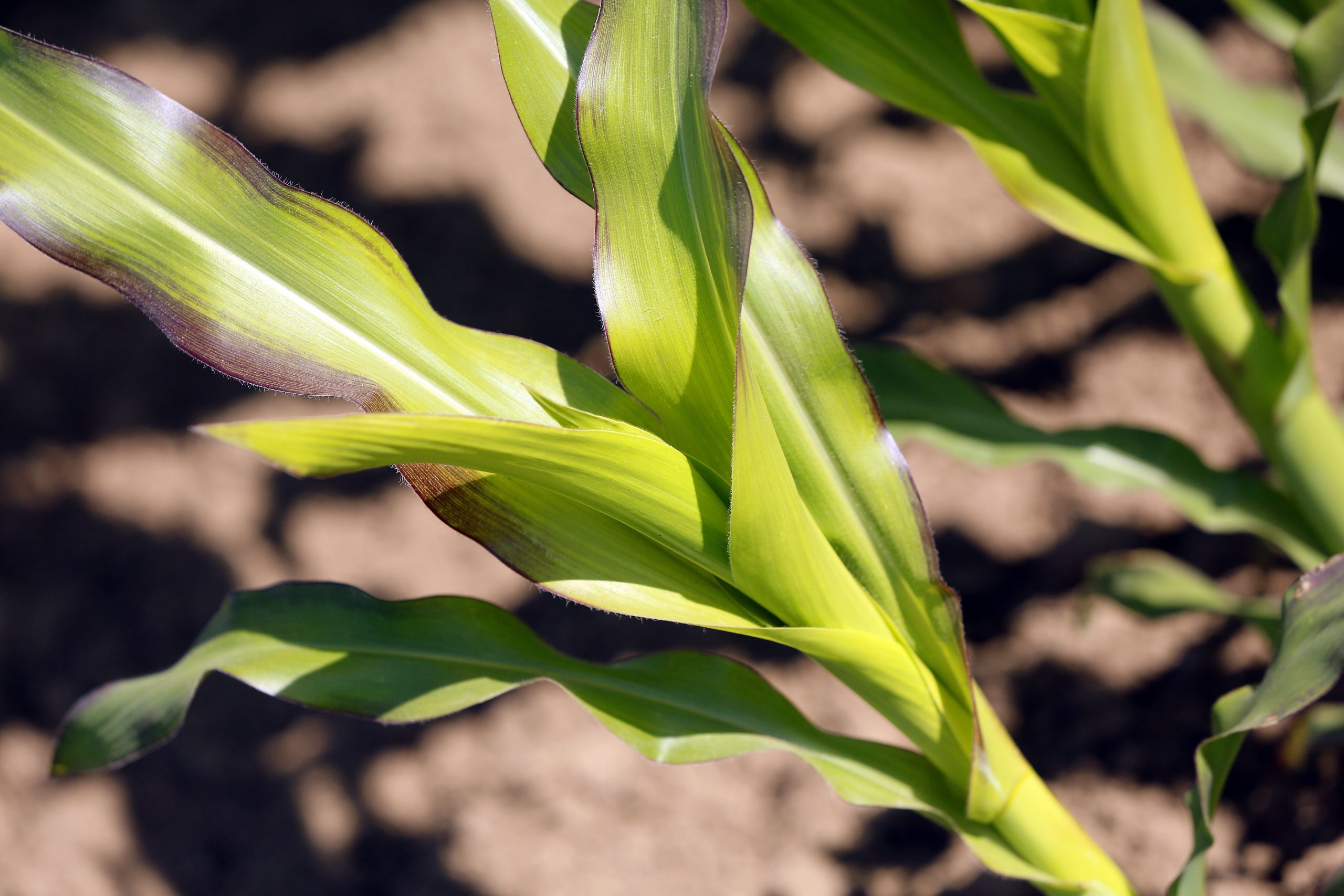 Raising the vitamin E content in maize. Photo: Henk Riswick
