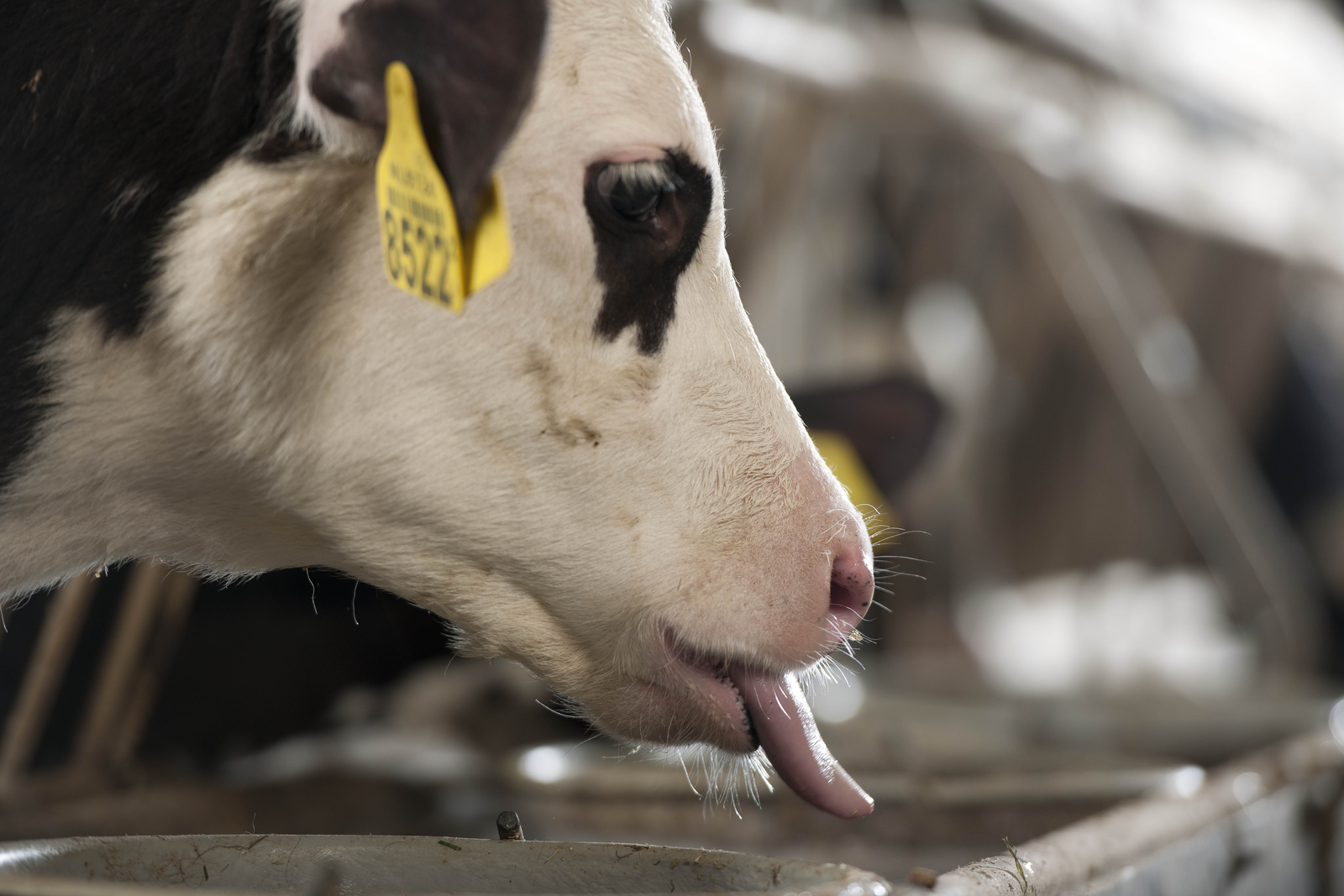 A calf eating. PMI Nutritional Additives offers several nutritional additives available for poultry, swine, dairy and beef cattle, and more will follow. [Photo: Mark Pasveer]