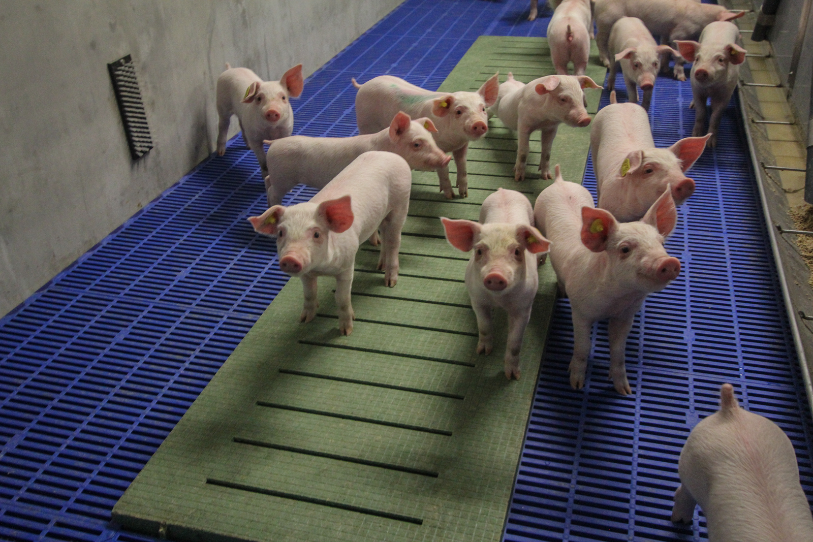 Ileal digestibility of phenylalanine and tyrosine in piglets