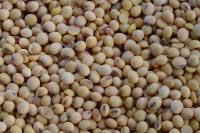 Russia allows GMO soy in feed production