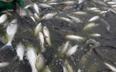 Indonesia: Sinta to increase aquafeed production