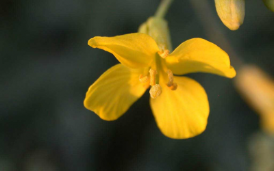 Complex canola genome sequenced