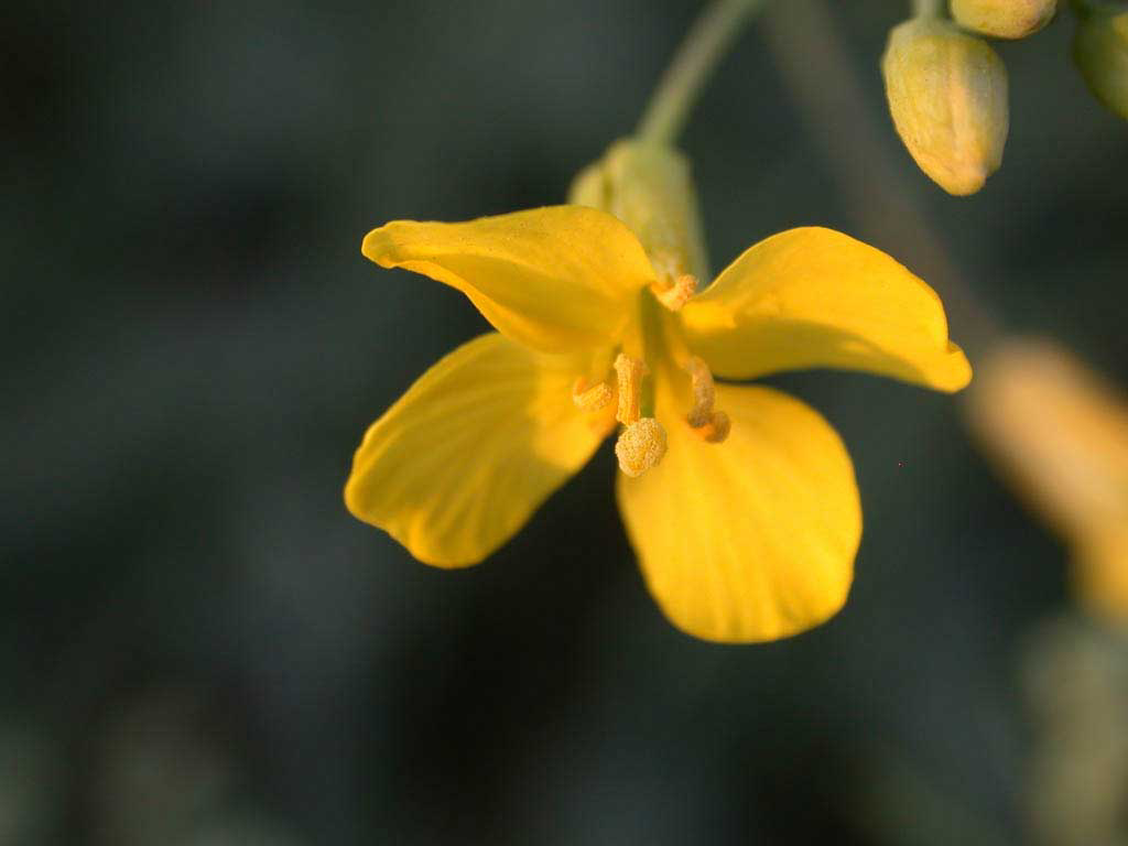 Complex canola genome sequenced