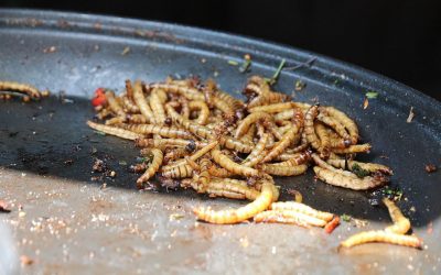 The team at the Department of Animal Science at the University of São Paulo concluded that mealworm is a promising protein ingredient for poultry diets. Photo: Katerinavulcova