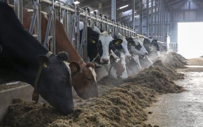 Leaky gut is difficult to recognise and much remains unclear. By offering a well-mixed and balanced ration throughout the day, cattle farmers can go a long way to prevent gut problems. Photo: Anne van der Woude