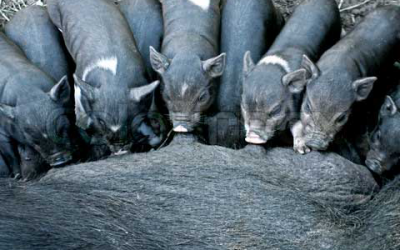 Study: Trace mineral levels in Iberian suckling piglets