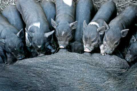 Study: Trace mineral levels in Iberian suckling piglets