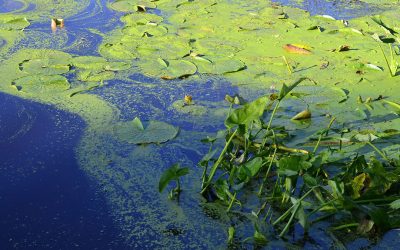 Microalgae are the original natural source of n-3 FA in the diets of fish. Photo: Matthew Wedzerai