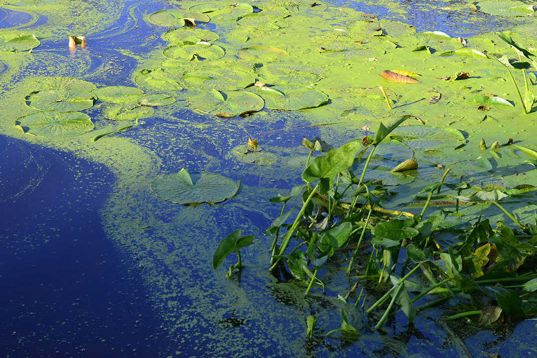 Microalgae are the original natural source of n-3 FA in the diets of fish. Photo: Matthew Wedzerai