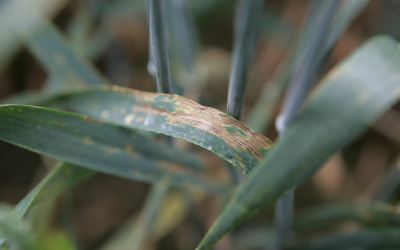 Wheat disease alert as rain heightens risk