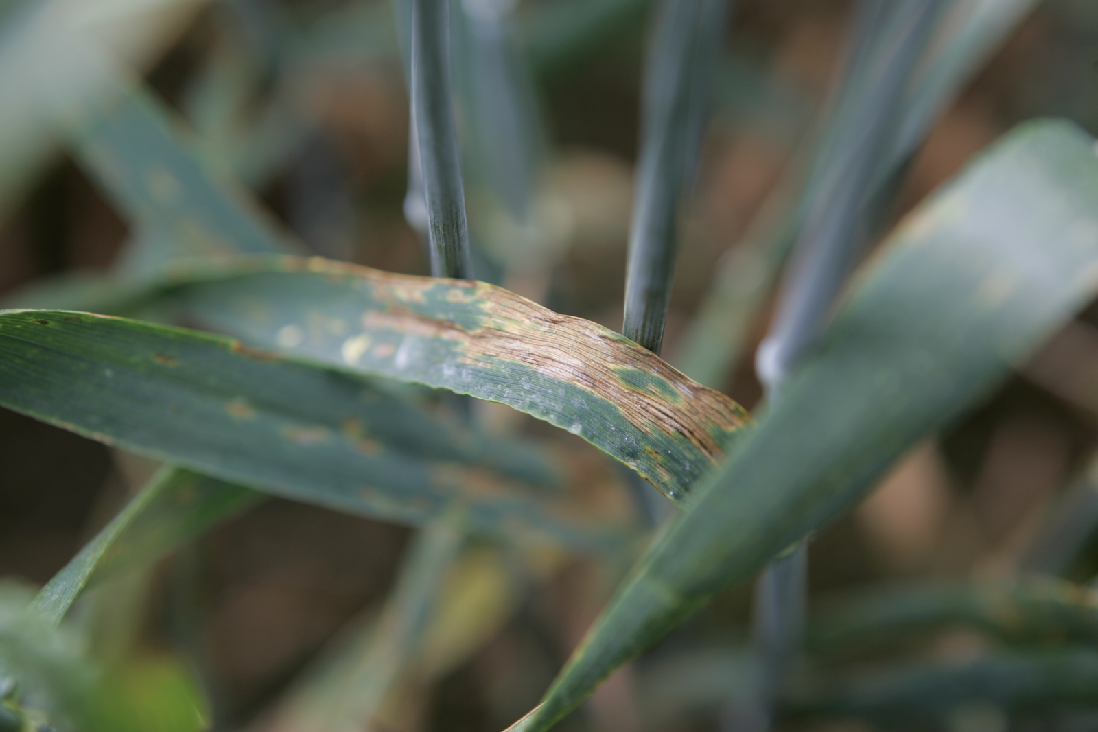 Wheat disease alert as rain heightens risk