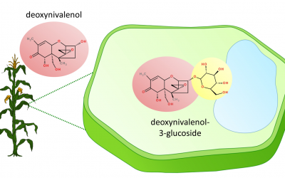 Unravelling the real threats of masked mycotoxins