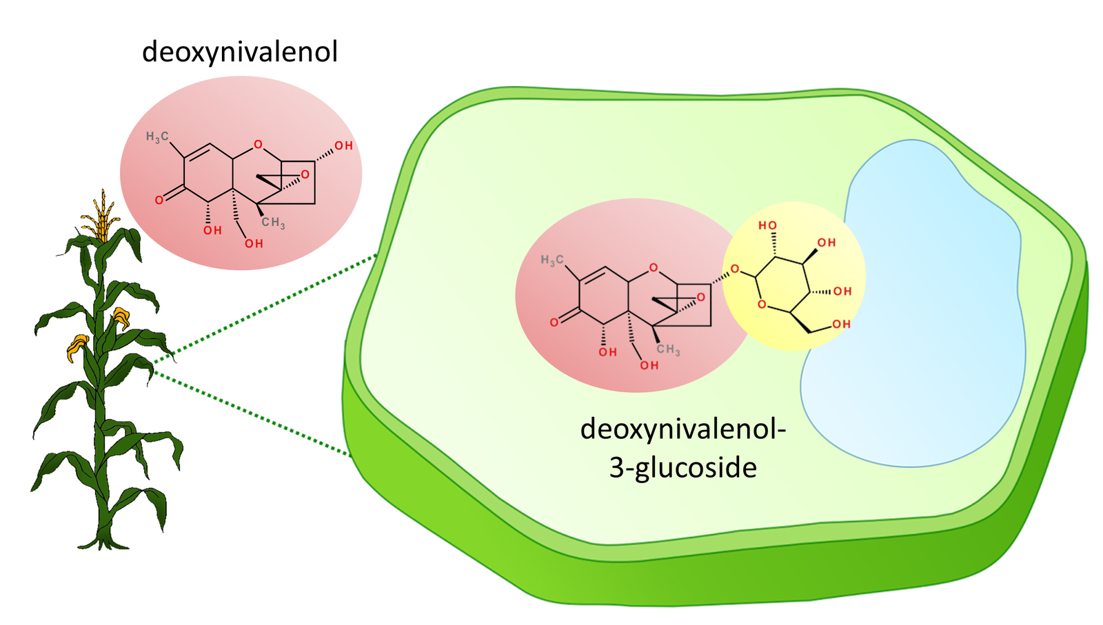 Unravelling the real threats of masked mycotoxins