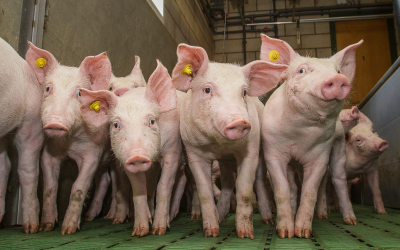 Piglets have a lower amino acid digestibility