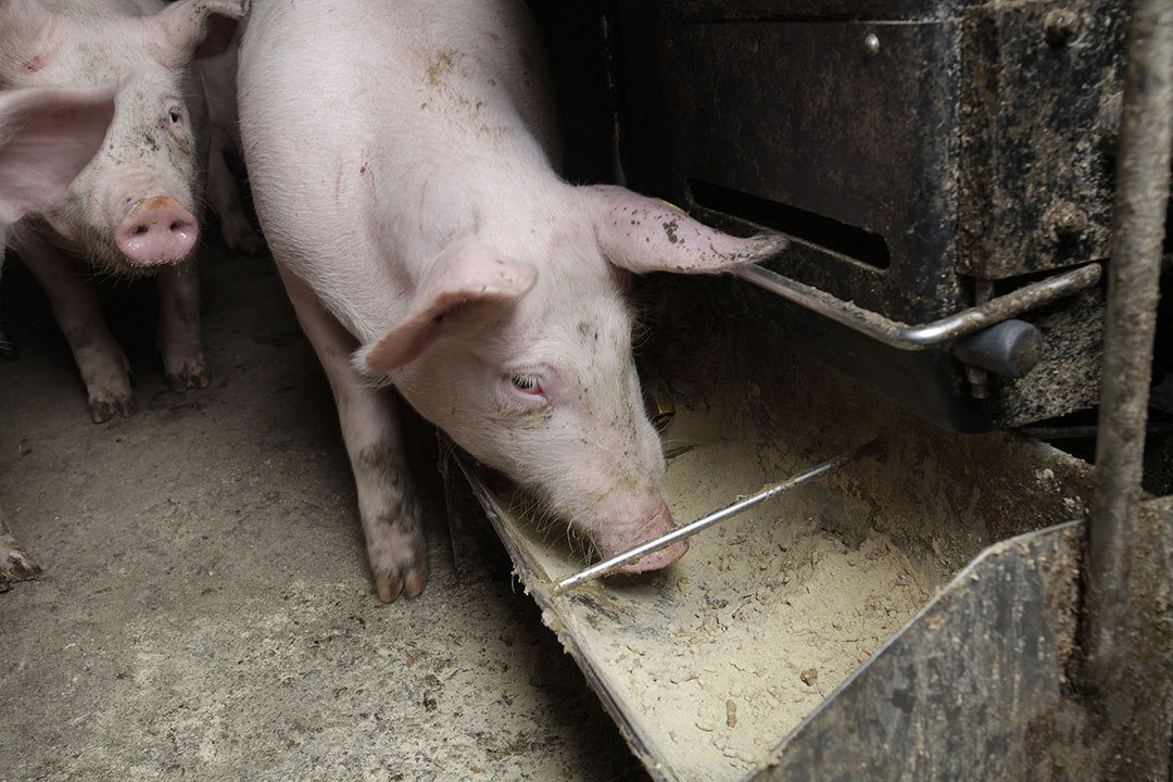 Final body weight, average daily gain, and gain-to-feed ratio were quantified after a 21-day trial where 640 barrows were fed diets varying in calcium and phosphorus concentration. Photo: Hans Prinsen