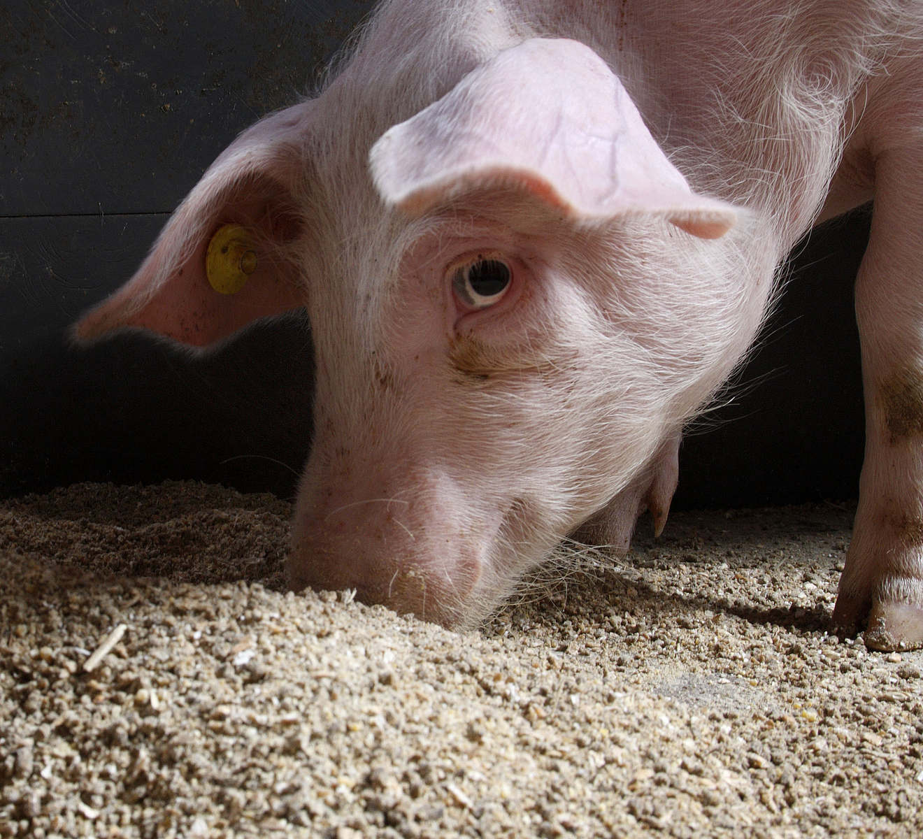 Improving nutrient digestibility, gut health in swine
