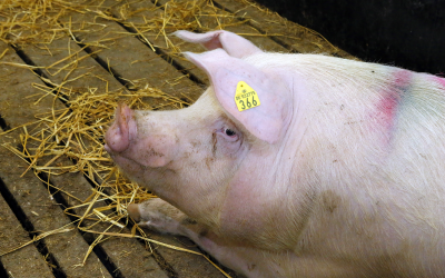Manage feed to maximise efficiency in pork production