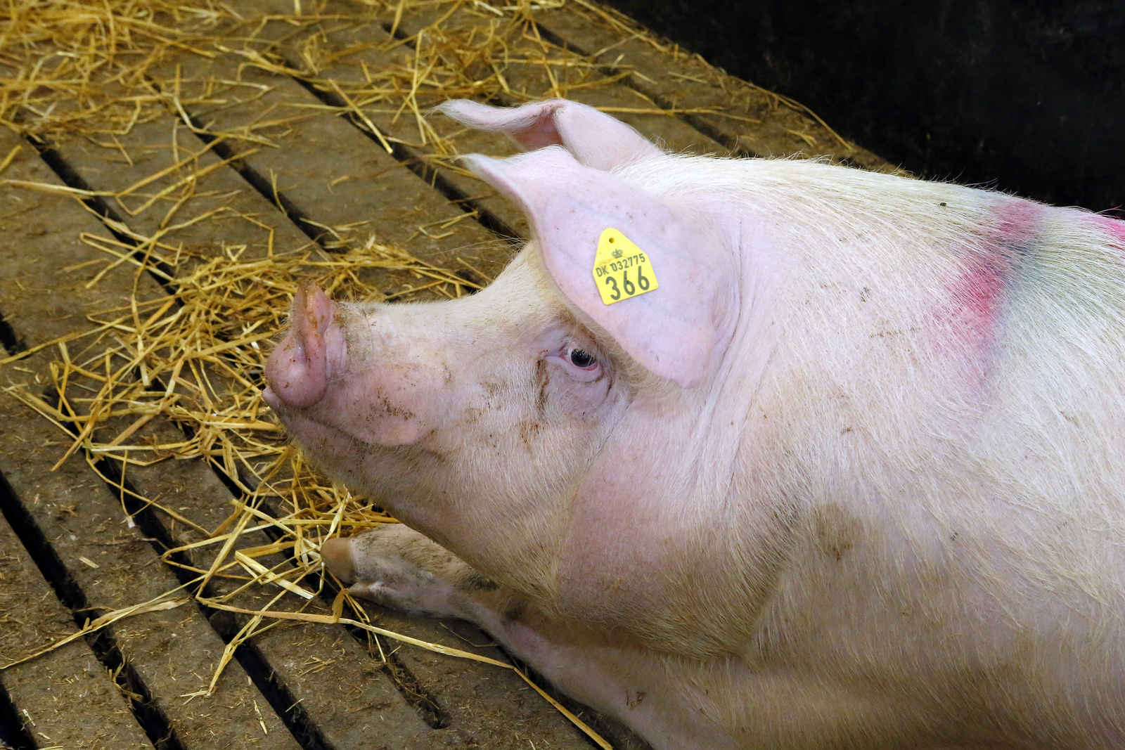 Manage feed to maximise efficiency in pork production