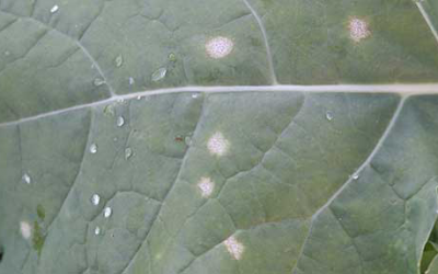 UK: Recent weather ripe for phoma in oilseed rape