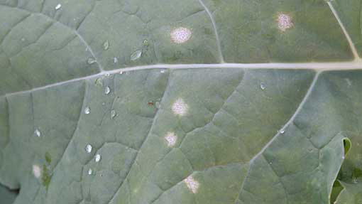 UK: Recent weather ripe for phoma in oilseed rape
