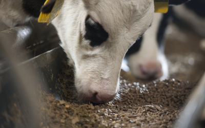 Global demand for protein in feed increases