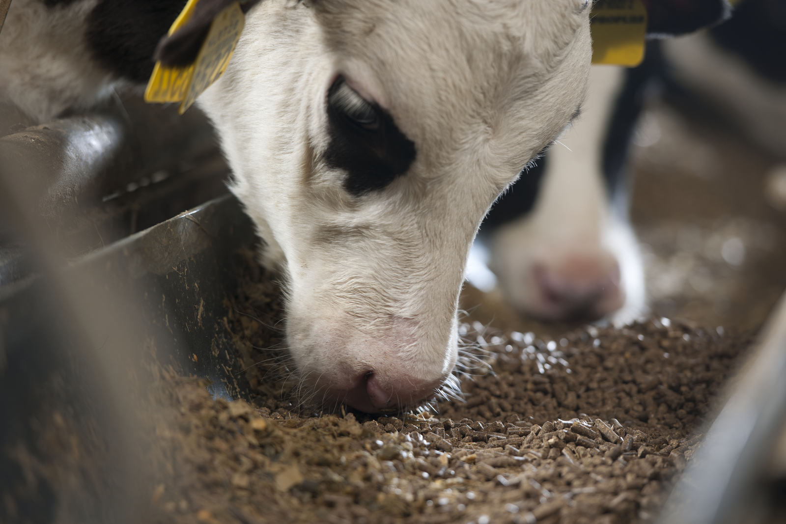 Global demand for protein in feed increases