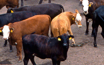 US: Lower feed prices may aid beef herd recovery