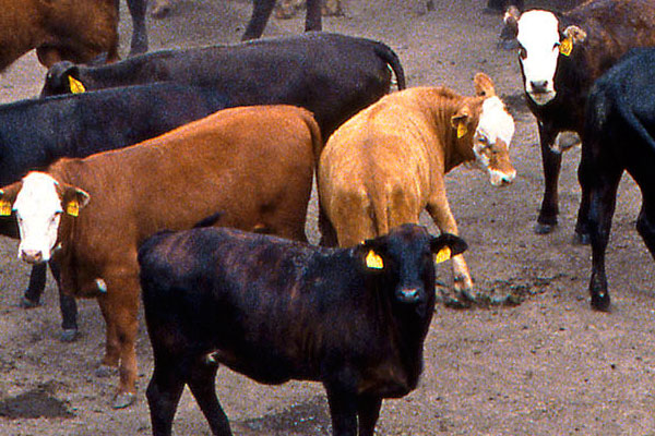 US: Lower feed prices may aid beef herd recovery