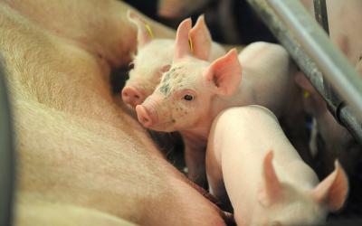 Adding a alpha-mono-laurin-based additive to the sow diet 1-2 weeks before farrowing and to the lactation feed improves health in both the sow and the piglets. [Photo: Ton Kastermans]