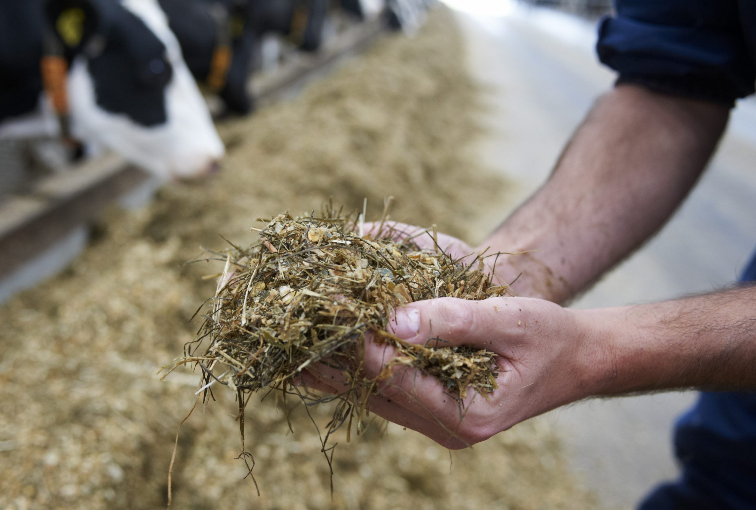 Preserving the benefits of a good TMR. Photo: Van Assendelft Fotografie