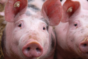 Colistin resistance found in Chinese pigs and poultry