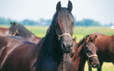 Foals benefit from selenium in mother s diet. Photo: Theo Tangelder