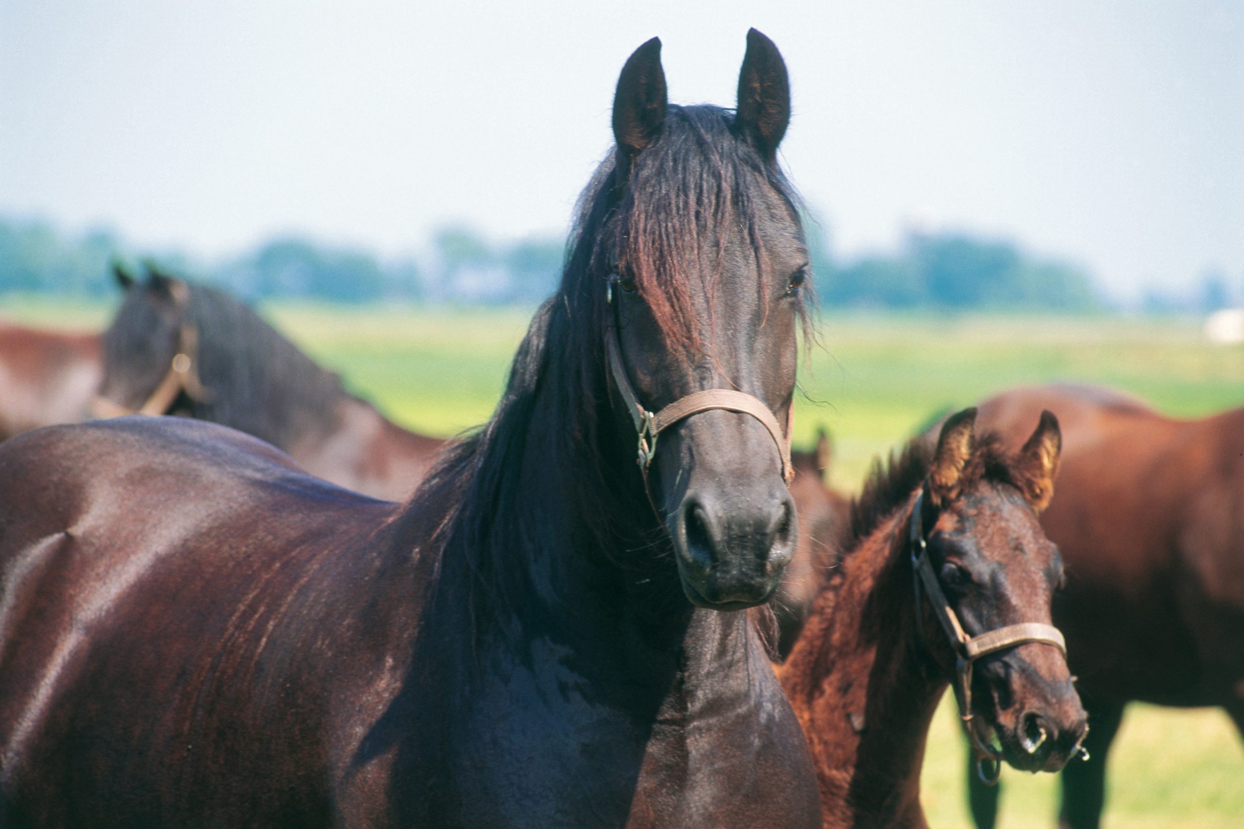 Foals benefit from selenium in mother s diet. Photo: Theo Tangelder