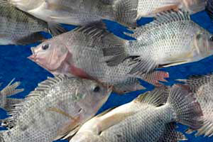 Joint venture fish feed plant officially opened