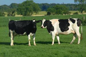 Are your cows getting the correct minerals?