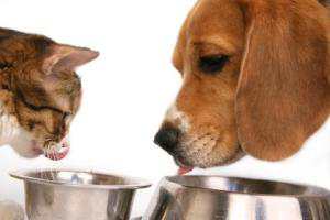 New insights found in pet nutrition and health