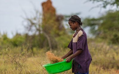 Drought tolerant crops needed to help Africa. Photo: Shutterstock