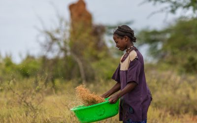 Drought tolerant crops needed to help Africa. Photo: Shutterstock