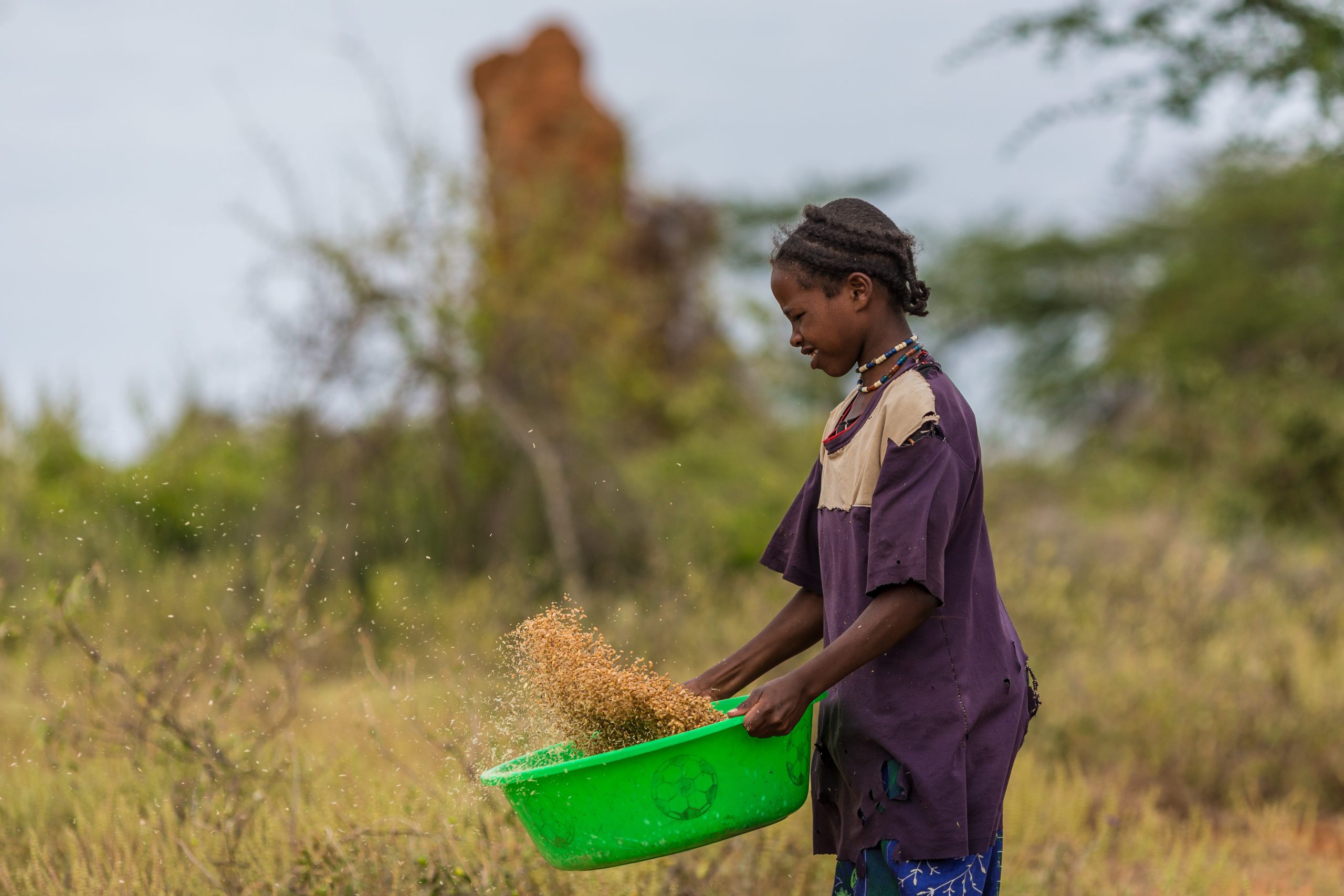 Drought tolerant crops needed to help Africa. Photo: Shutterstock