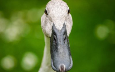 Just 1 duck can eat over 200 locusts a day. Photo: Dighini