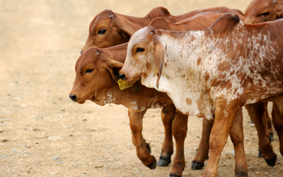 Reducing methane with efficient feeding