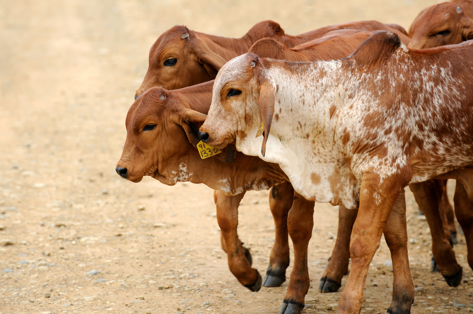 Reducing methane with efficient feeding