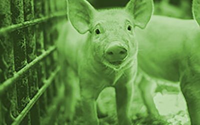 Stress might have various impact on the behaviour of young piglets: it can increase the occurrence of damaging behaviours between pen mates. Photo: Nuqo