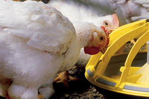 UK supermarket supports broiler feed research